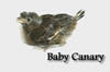 bay canery